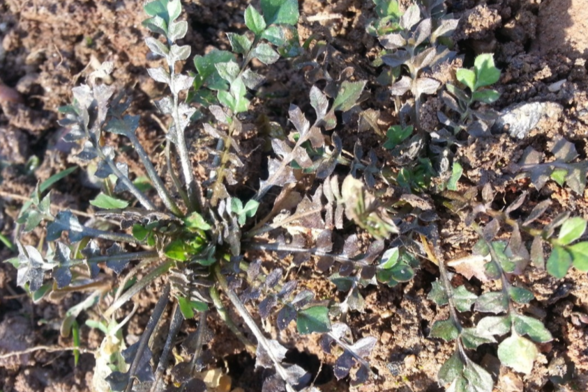 냉이 효능 및 부작용