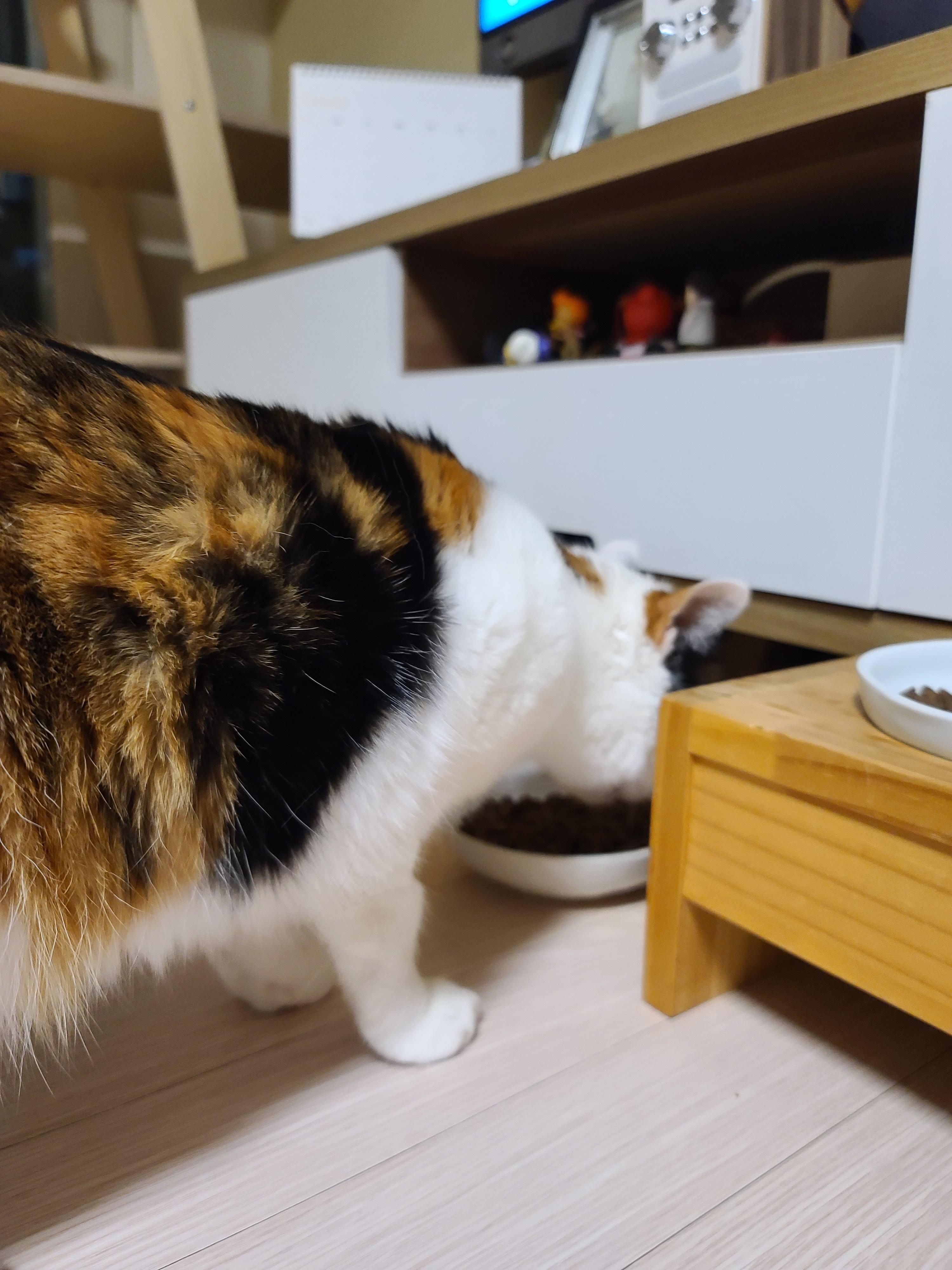 아카나 그래스랜드 캣. 고양이들에게 새로운 사료를 테스트해봤다.