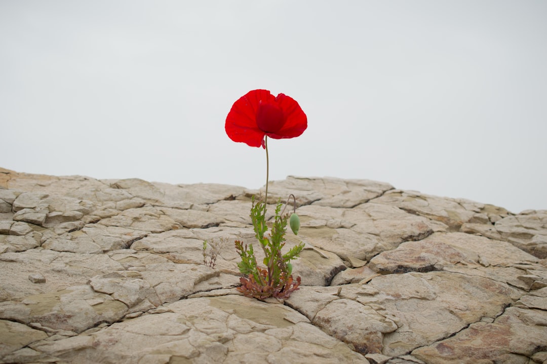 Resilience