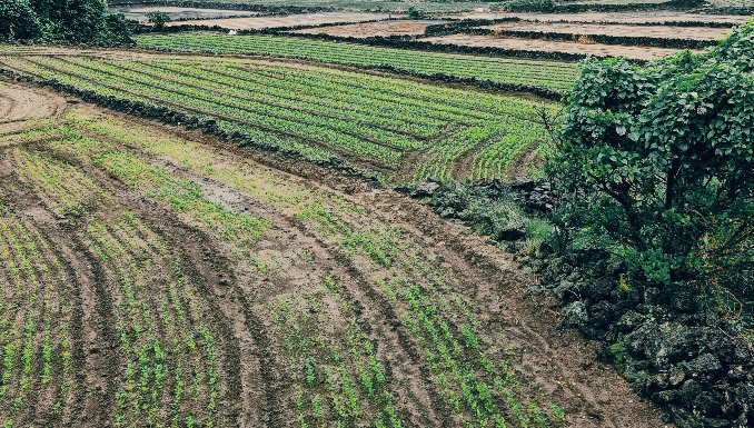 제주올레21코스 구좌읍 밭들의 모습