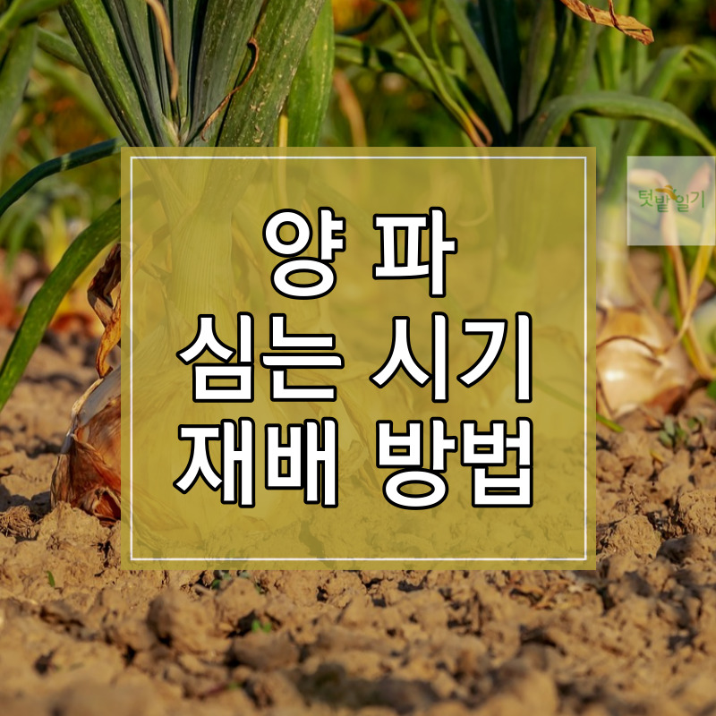 양파 심는 시기 및 재배방법 알아보기 썸네일