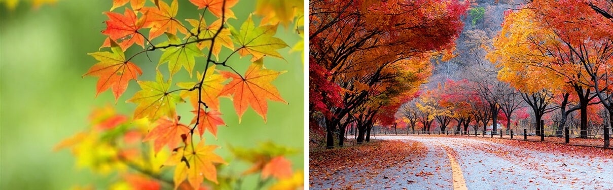 2024년 단풍 절정시기