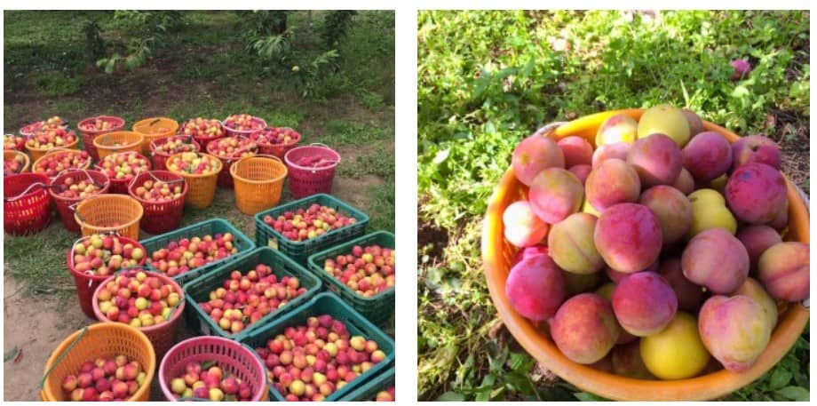 김천 자두 축제