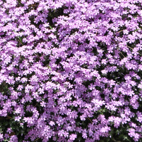 꽃잔디 씨앗 파종시기