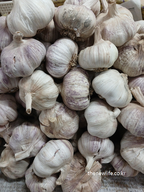 수확 후 건조된 통마늘의 실제 모습으로, 생마늘이 가진 천연 유황 화합물과 향의 원천이 되는 마늘 구근의 질감을 보여주는 사진
