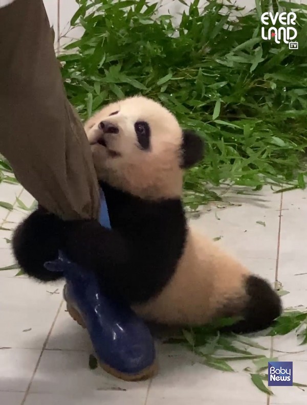 푸바오 아기때