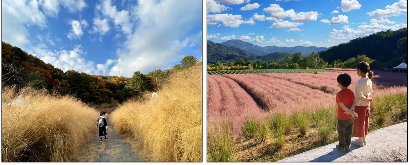 [반려견 동반, 서울 근교 여행지] 포천 허브아일랜드, 반려견과 함께 떠나는 사계절 힐링 여행