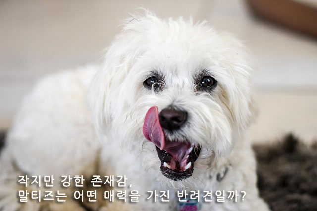 작지만 강한 존재감, 말티즈는 어떤 매력을 가진 반려견일까?
