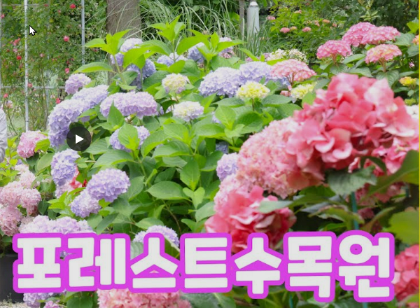 해남 포레스트(4est) 수목원 수국축제 입장료, 주차장, 맛집