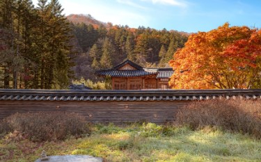 월정사 전나무 숲길