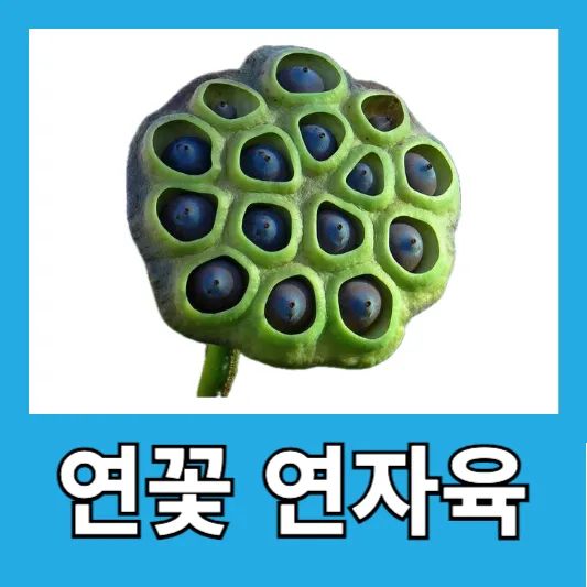 직장인 스트레스 연자육 연꽃 씨앗 연자육 효능 먹는법