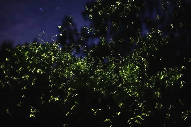 필리핀 보홀 자유여행 필수 투어 코스 : 액티비티 여행 코스