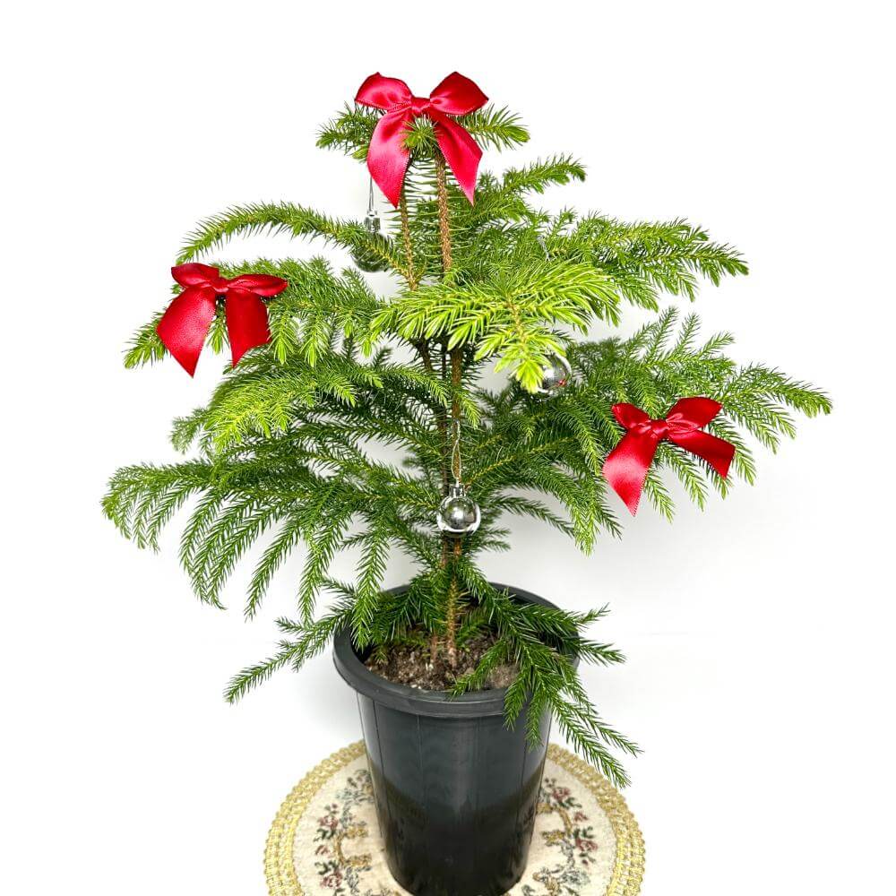 아라우카리아 키우기 크리스마스 트리