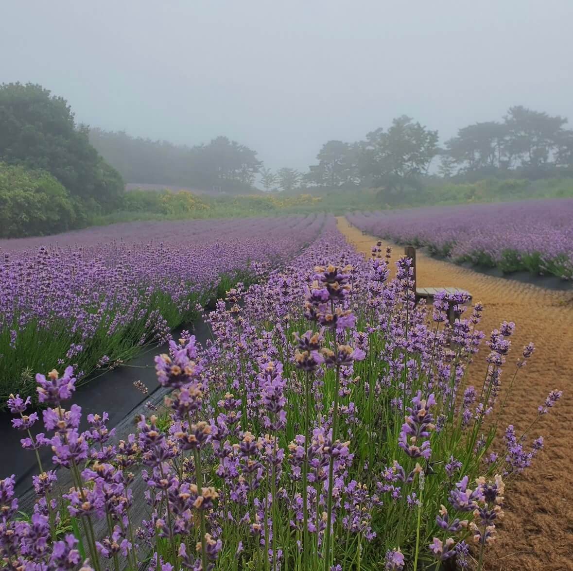 고창청농원 라벤더시즌