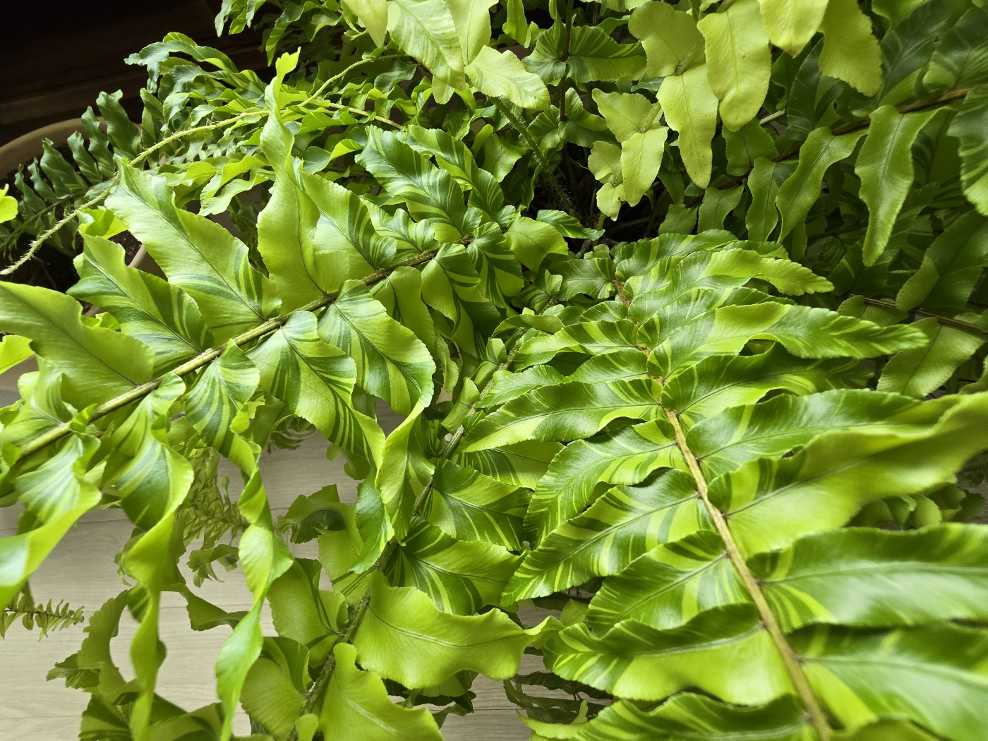 무늬가 너무예쁜 무늬보스턴고사리