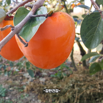 대봉감 홍시 만드는법