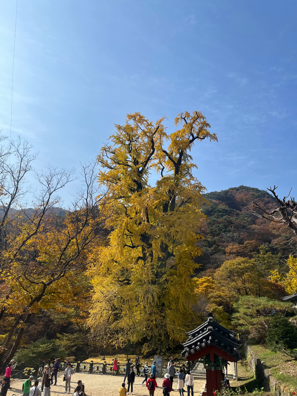 용문사 은행나무