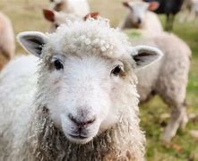 2024년 신년운세(8) 양띠 편입니다.