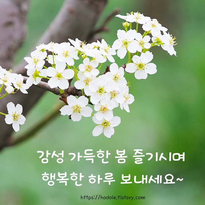 아침인사 이쁜글