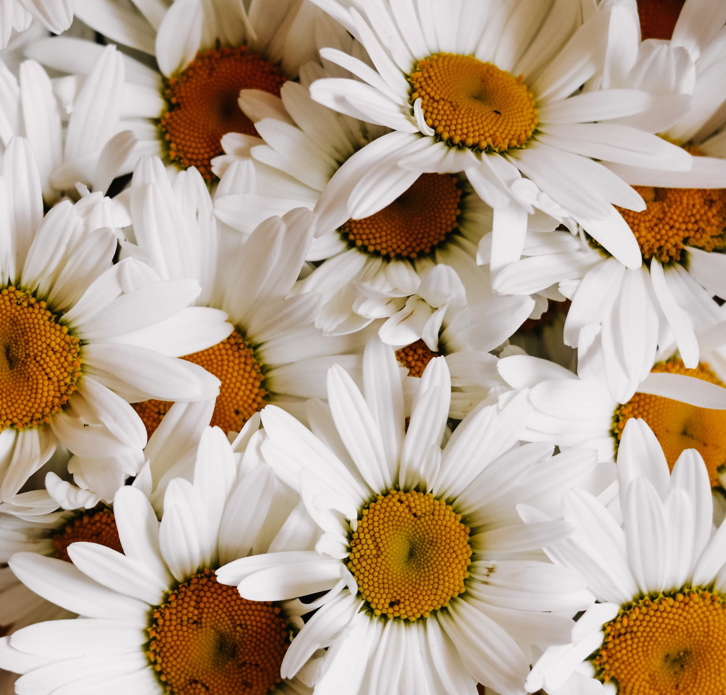 카페인 없는 티