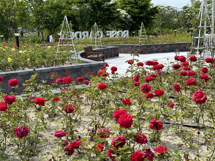 거창-창포원-5월-봄-가볼만한곳-장미