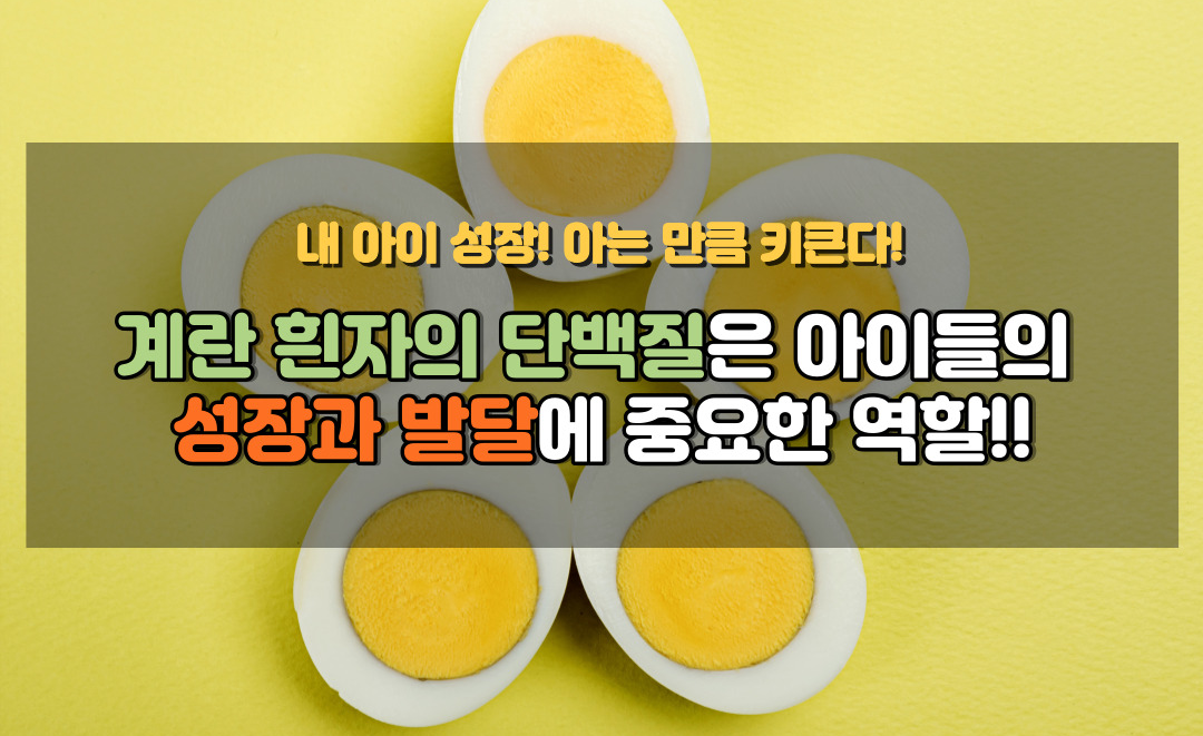 계란흰자의 역할