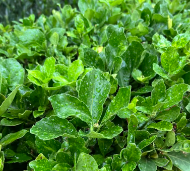 근대 효능과 부작용 나물 먹는법 고르는법 칼로리