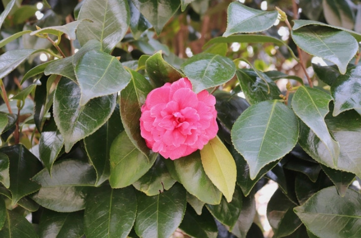 이기대-수변공원-동백꽃