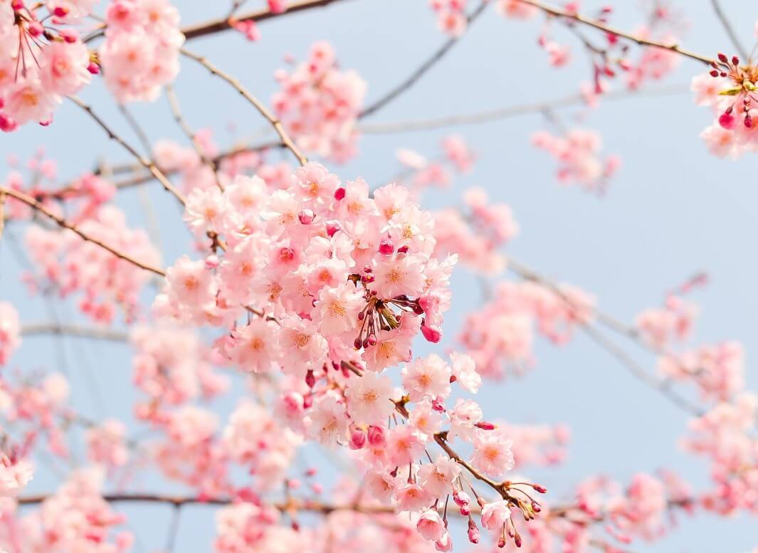 연하늘빛-하늘을-배경으로-찍은-벚꽃송이-사진