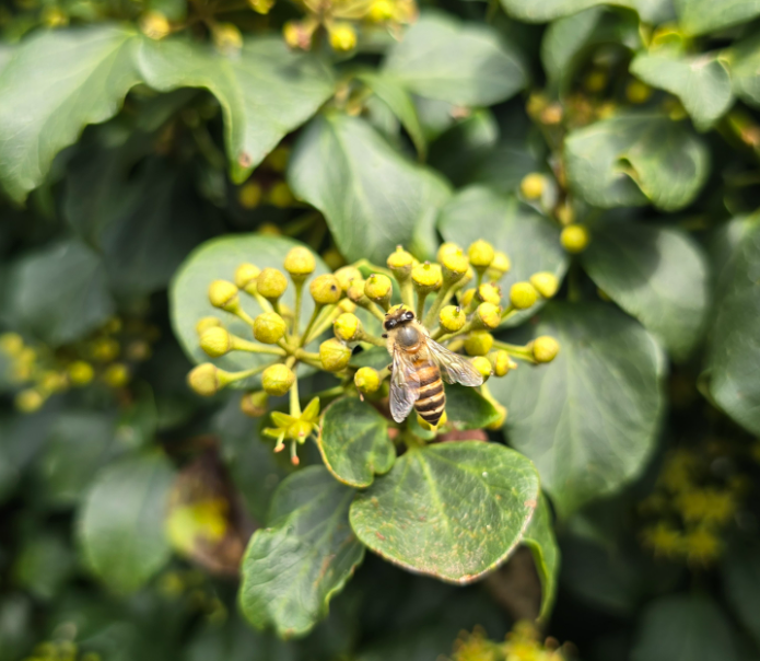 제주아이비타허니연구소 송악꽃꿀