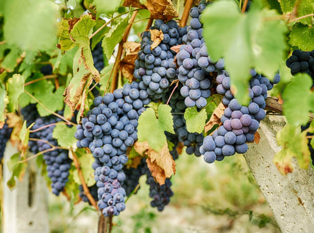 언양불고기 &amp; 바르베라(Barbera) 와인 페어링｜불향의 달큰함과 베리의 생동감이 만나는 테이블