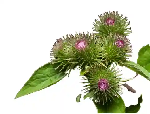 우엉차 효능과 영양성분&amp;#44; 먹는 방법 및 부작용