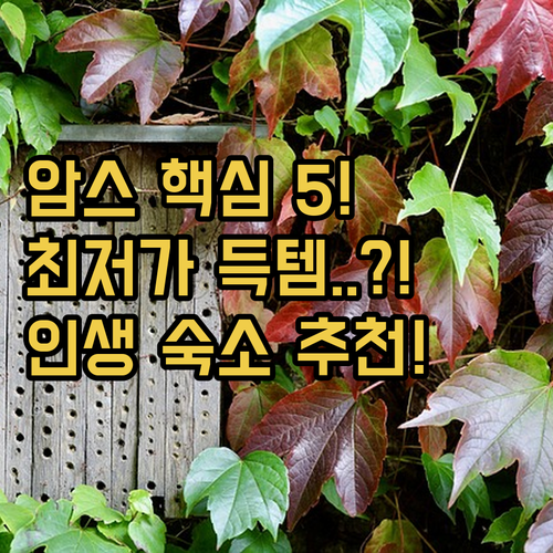 암스테르담 호텔 베스트 5 위치 가격..