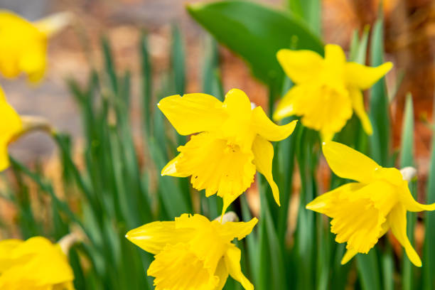 신안 선도 수선화축제 일정 주차 프로그램 총정리