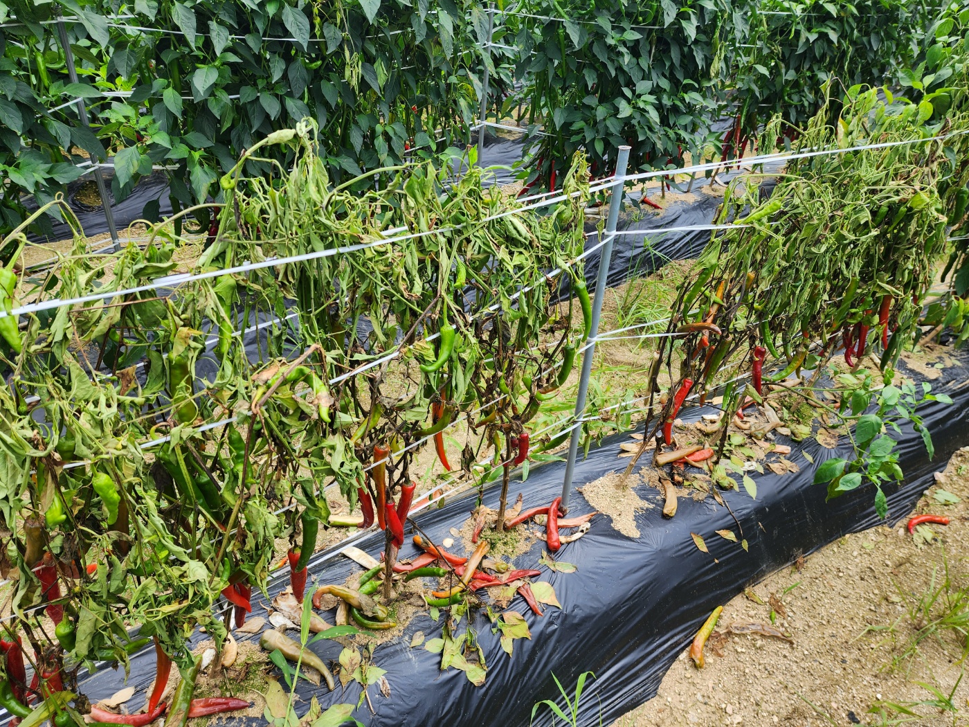 고추병충해 종류 사진 방재, 역병 탄저병 바이러스병 풋마름병