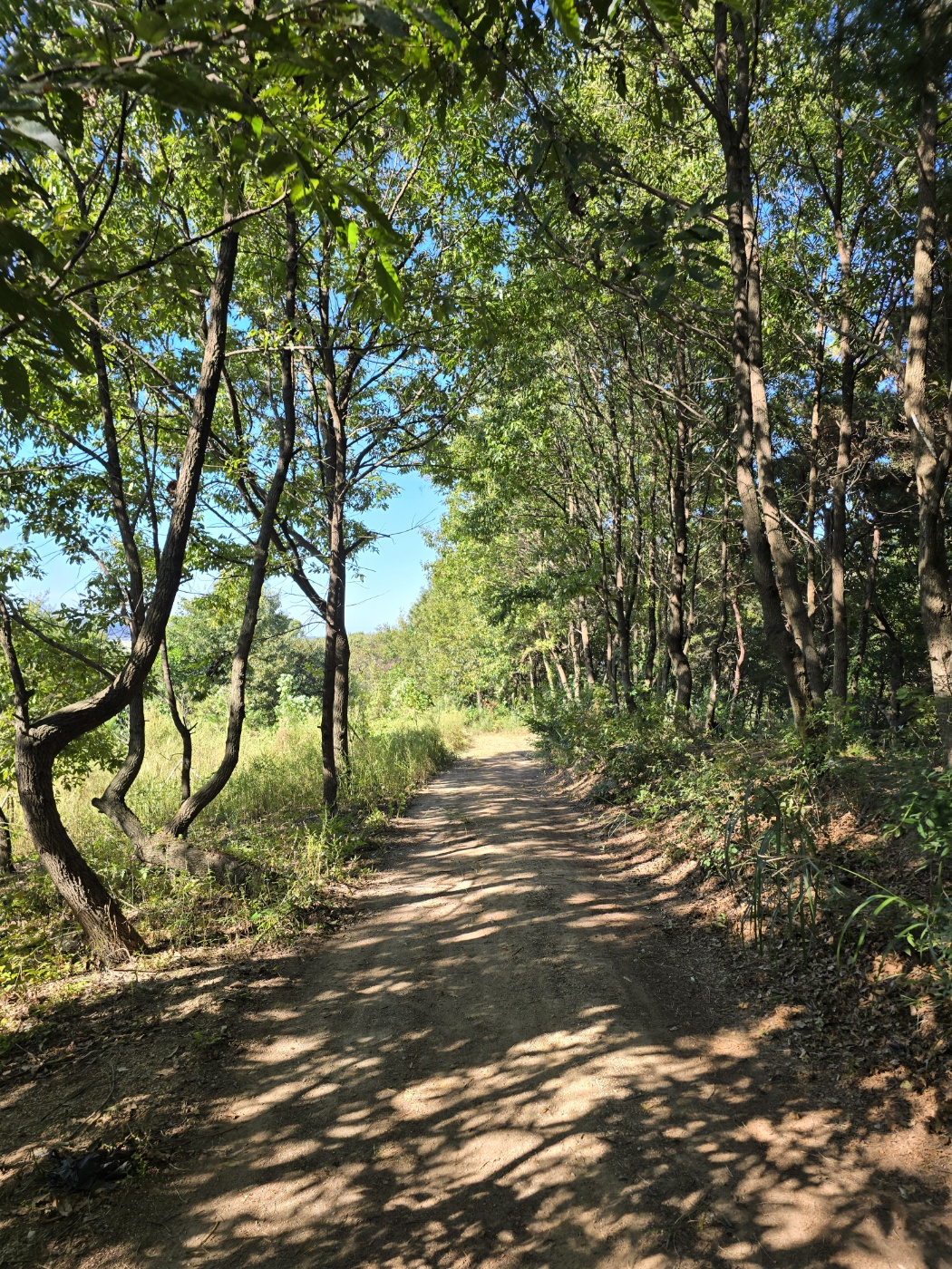 체험장으로 들어가는 숲길