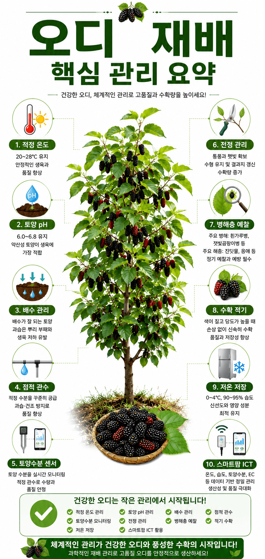 오디 재배 핵심 관리 인포그래픽