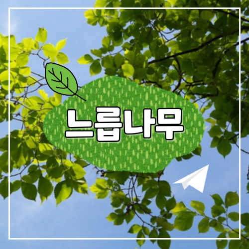 느릅나무1