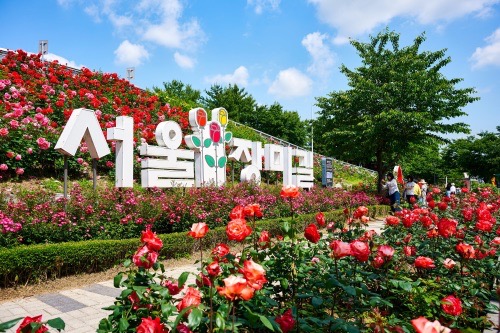 중랑장미축제