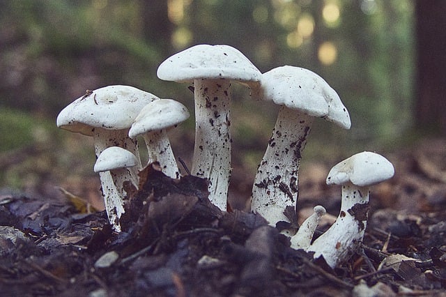 산림기술사