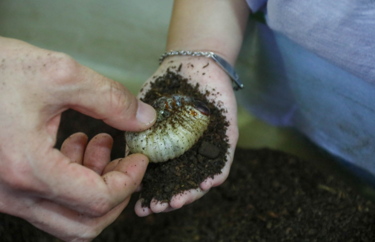 양평 곤충박물관