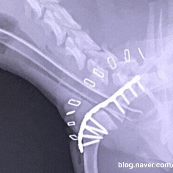 강아지 다리 절뚝거린다면? 이 글 놓치면 수술까지..