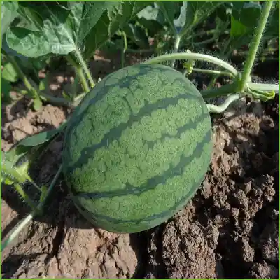 8월 제철음식 당도높은 수박 고르는 방법