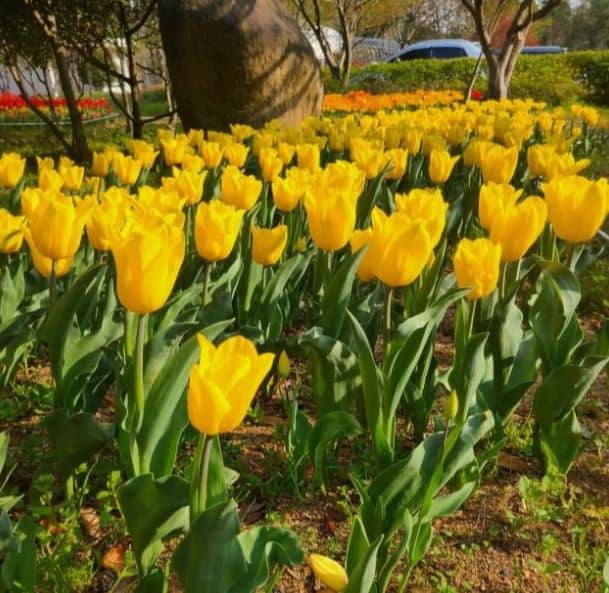 하늘빛수목정원 튤립축제