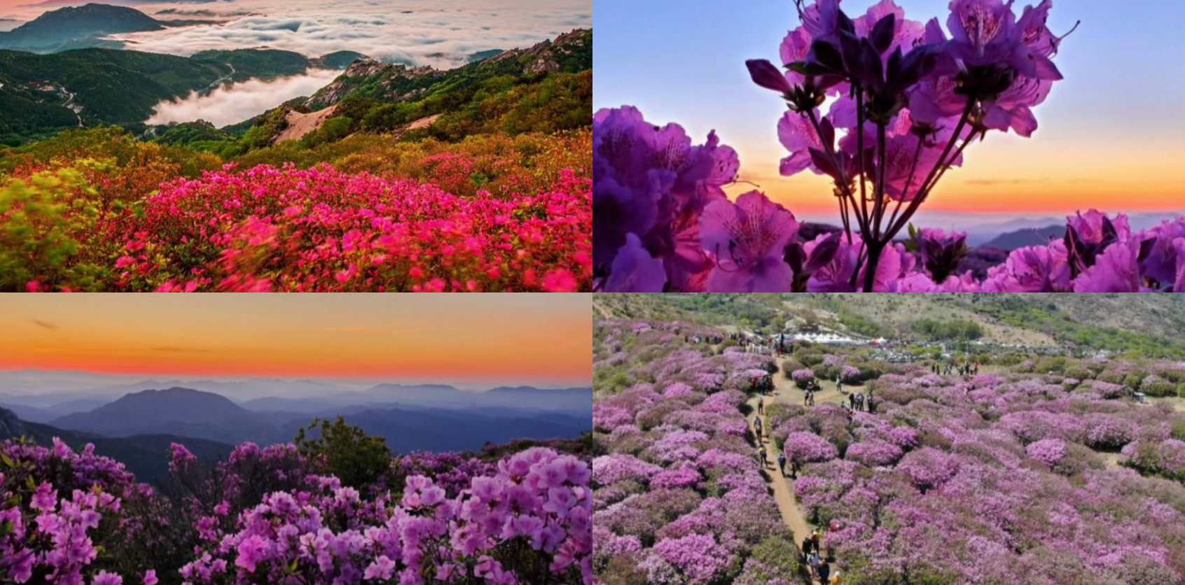 합천 황매산 철죽축제