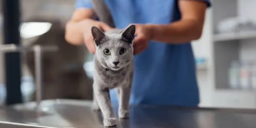 cat not drinking water