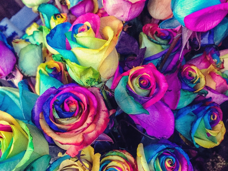 알록달록한 장미