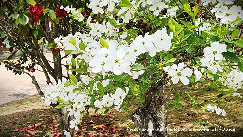 가침박달나무 꽃