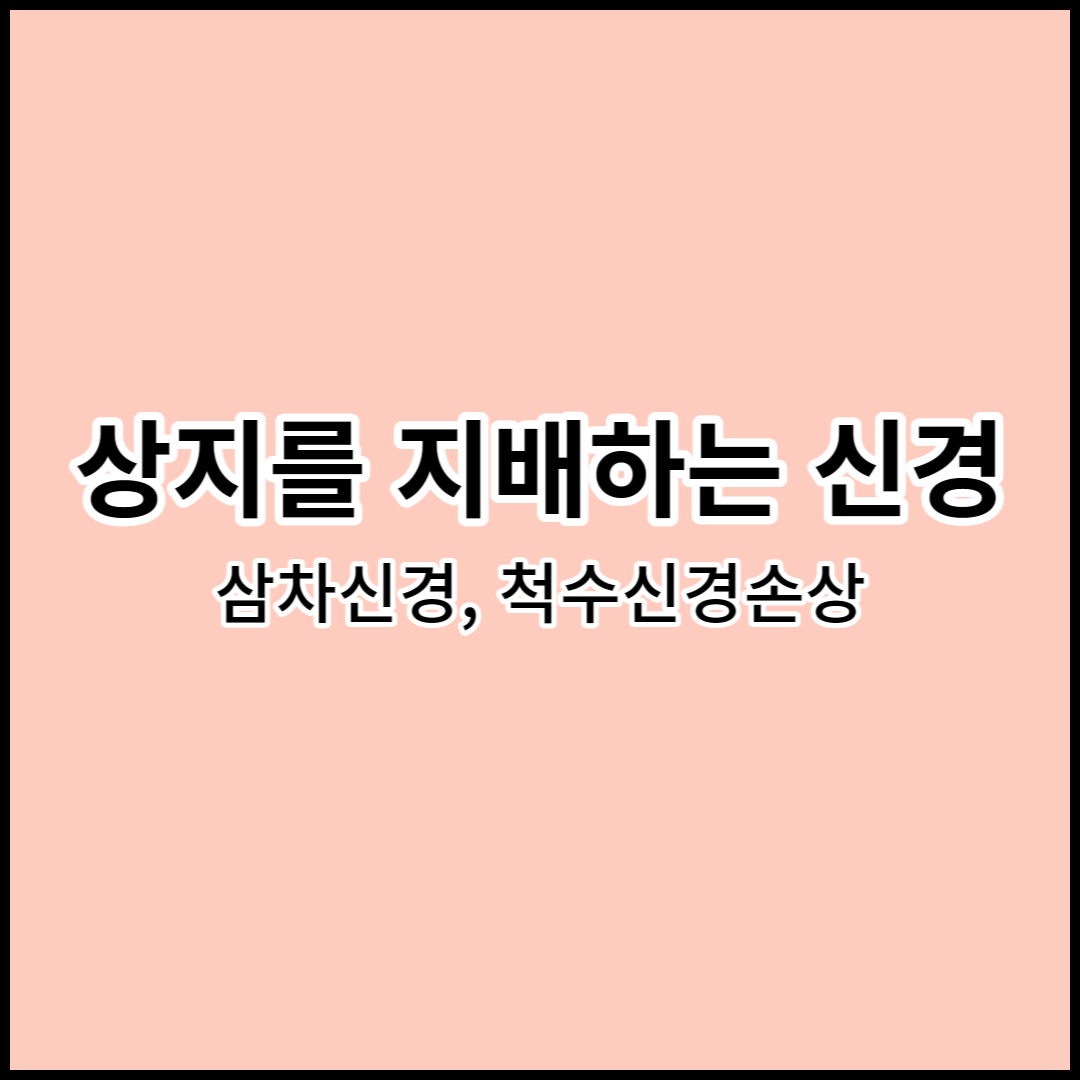해부학 상지를 지배하는 신경: 삼차신경&#44; 척수신경손상