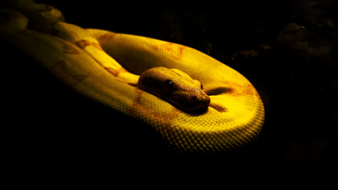 Snake